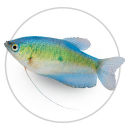 Premium Fish Collection – Essentials for a Thriving Aquarium 🐠 – PETSUPPES