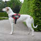 The Personalized No-Pull Dog Harness